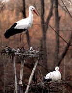 Аисты в гнездах