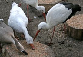 Аисты и гуси