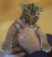 Новорожденная уссурийская тигрица