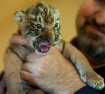 Новорожденная уссурийская тигрица