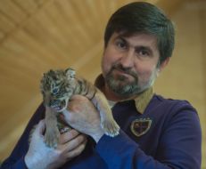 Игорь Кальченко держит новорожденную уссурийскую тигрицу
