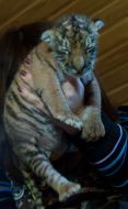 Новорожденная уссурийская тигрица