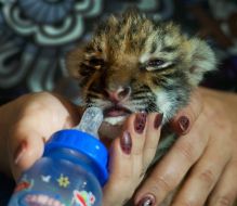 Новорожденная уссурийская тигрица