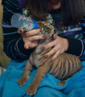 Новорожденная уссурийская тигрица