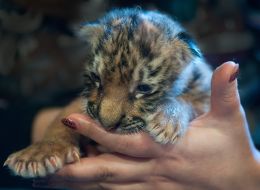 Новорожденная уссурийская тигрица