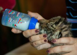 Новорожденная уссурийская тигрица