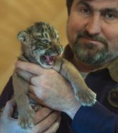 Игорь Кальченко держит новорожденную уссурийскую тигрицу
