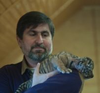Игорь Кальченко держит новорожденную уссурийскую тигрицу