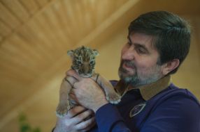 Игорь Кальченко держит новорожденную уссурийскую тигрицу