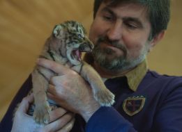 Игорь Кальченко держит новорожденную уссурийскую тигрицу