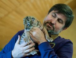 Игорь Кальченко держит новорожденную уссурийскую тигрицу