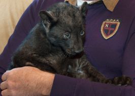 Igor Kalchenko holding a baby leopard