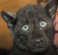 Leopard cub at the zoo Bashir "Safari"
