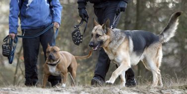 Cynologists conduct dogs