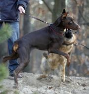 Cynologists conduct dogs