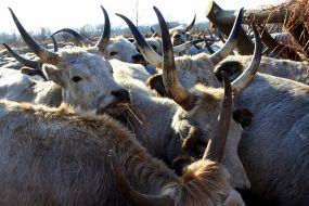 Венгерские серые коровы