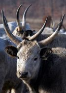 Венгерская серая корова