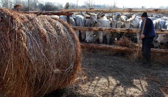 Венгерские серые коровы
