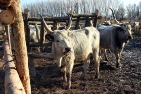 Венгерские серые коровы