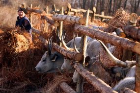 Венгерские серые коровы