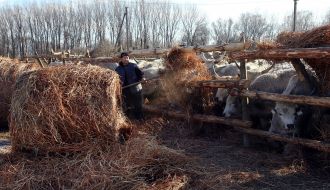 Венгерские серые коровы