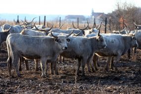 Венгерские серые коровы