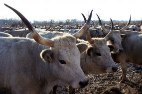 Венгерские серые коровы