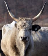 Венгерская серая корова