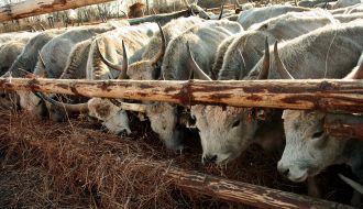 Венгерские серые коровы