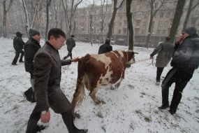 Олег Ляшко возле коровы