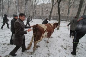 Олег Ляшко возле коровы