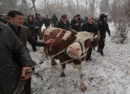 Олег Ляшко и Иван Заец возле коровы