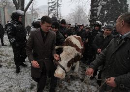 Олег Ляшко возле коровы