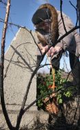 An elderly woman removes the dry branches with concrete fence