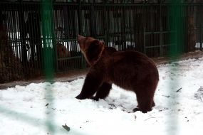Bear