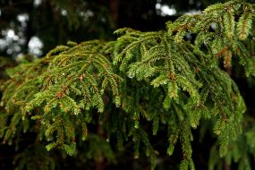 Drops of rain on the branches of spruce