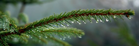 Drops of rain on the branches of spruce
