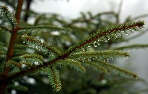 Drops of rain on the branches of spruce