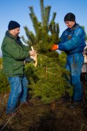 A forester chops a pine-tree
