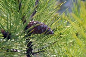 A pine-tree