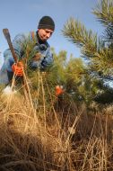 A forester chops a pine-tree