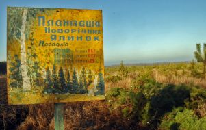 Tablet near landing of pine-trees