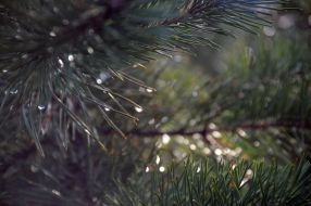 Drops on the branch of pine-tree