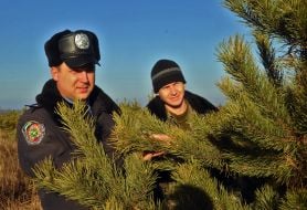 Militiaman and forester stand near a pine-tree