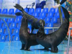 Морские котики