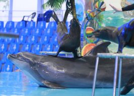 Дельфин и морские котики