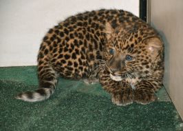 Far Eastern leopard cub