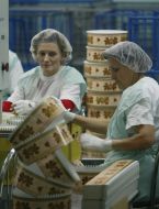 Workwomen put boxes for cakes