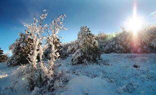 Snow-bound pine-trees on the Ai-Petri mountain