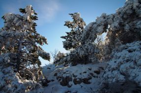 Snow-bound pine-trees on the Ai-Petri mountain